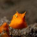 Juvenile, Thornback Cowfish (Lactoria fomasini), photo taken in Philippines, Negros Oriental, Dauin, San Miguel