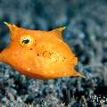 Juvenile, Thornback Cowfish (Lactoria fomasini), photo taken in Philippines, Negros Oriental, Dauin, San Miguel