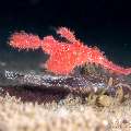 Robust Ghostpipefish (Solenostomus cyanopterus), photo taken in Philippines, Negros Oriental, Dauin, San Miguel