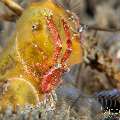 Hairy-red Squat Lobster (Galathea Sp.)