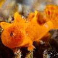 Painted Frogfish (Antennarius pictus), photo taken in Philippines, Negros Oriental, Dauin, San Miguel