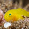 Yellow Goby (Lubricogobius exiguus), photo taken in Philippines, Negros Oriental, Dauin, San Miguel