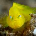 Yellow Goby (Lubricogobius exiguus), photo taken in Philippines, Negros Oriental, Dauin, San Miguel