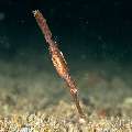 Robust Ghostpipefish (Solenostomus cyanopterus), photo taken in Philippines, Negros Oriental, Dauin, San Miguel