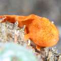 Painted Frogfish (Antennarius pictus), photo taken in Philippines, Negros Oriental, Dauin, San Miguel