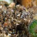 Orange-Black Dragonet (Dactylopus kuiteri), photo taken in Philippines, Negros Oriental, Dauin, San Miguel