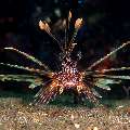 Broadbarred firefish (Pterois antennata), photo taken in Philippines, Negros Oriental, Dauin, San Miguel