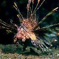 Broadbarred firefish (Pterois antennata), photo taken in Philippines, Negros Oriental, Dauin, San Miguel