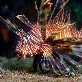 Broadbarred firefish (Pterois antennata), photo taken in Philippines, Negros Oriental, Dauin, San Miguel