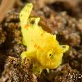 Warty Frogfish (Antennarius Maculatus)