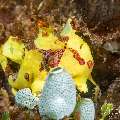 Warty Frogfish (Antennarius maculatus), photo taken in Philippines, Negros Oriental, Dauin, San Miguel