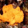 Painted Frogfish (Antennarius pictus), photo taken in Philippines, Negros Oriental, Dauin, San Miguel