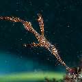 Ornate Ghost Pipefish (Solenostomus paradoxus), photo taken in Philippines, Negros Oriental, Dauin, San Miguel