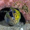 Fimbriated Moray (Gymnothorax fimbriatus), photo taken in Philippines, Negros Oriental, Dauin, San Miguel