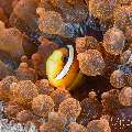 Klark’s Anemonefish (Amphiprion clarkii), photo taken in Philippines, Negros Oriental, Dauin, Masaplod North