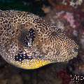 Map Puffer (Arothron mappa), photo taken in Philippines, Negros Oriental, Dauin, Masaplod North