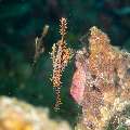 Ornate Ghost Pipefish (Solenostomus paradoxus), photo taken in Philippines, Negros Oriental, Dauin, Masaplod North