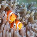 Western Anemonefish (\Amphiprion ocellaris), photo taken in Philippines, Negros Oriental, Dauin, Masaplod North