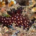 Nudibranch, photo taken in Philippines, Negros Oriental, Dauin, Masaplod North