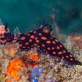 Nudibranch, photo taken in Philippines, Negros Oriental, Dauin, Masaplod North