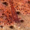 Sea star shrimp (Zenopontonia soror), photo taken in Philippines, Negros Oriental, Dauin, Masaplod North