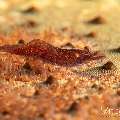 Sea star shrimp (Zenopontonia soror), photo taken in Philippines, Negros Oriental, Dauin, Masaplod North