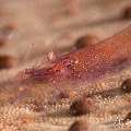 Sea star shrimp (Zenopontonia soror), photo taken in Philippines, Negros Oriental, Dauin, Masaplod North