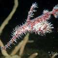 Ornate Ghost Pipefish (Solenostomus paradoxus), photo taken in Philippines, Negros Oriental, Dauin, Masaplod North