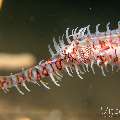 Ornate Ghost Pipefish (Solenostomus paradoxus), photo taken in Philippines, Negros Oriental, Dauin, Masaplod North