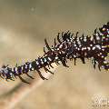 Ornate Ghost Pipefish (Solenostomus paradoxus), photo taken in Philippines, Negros Oriental, Dauin, Masaplod North