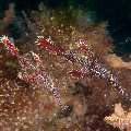 Ornate Ghost Pipefish (Solenostomus paradoxus), photo taken in Philippines, Negros Oriental, Dauin, Masaplod North