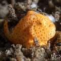 Painted Frogfish (Antennarius pictus), photo taken in Philippines, Negros Oriental, Dauin, Masaplod North