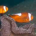 Saddleback Anemonefish (Amphiprion polymnus), photo taken in Philippines, Negros Oriental, Dauin, Masaplod North