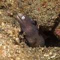 White eyed moray (Gymnothorax thyrsoideus), photo taken in Philippines, Negros Oriental, Dauin, Masaplod North