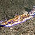 Nudibranch, photo taken in Philippines, Negros Oriental, Dauin, Masaplod North