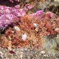 Tassled Scorpionfish (Scorpaenopsis oxycephala), photo taken in Philippines, Negros Oriental, Dauin, Masaplod North