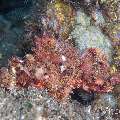 Tassled Scorpionfish (Scorpaenopsis oxycephala), photo taken in Philippines, Negros Oriental, Dauin, Masaplod North