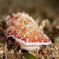 Nudibranch, photo taken in Philippines, Negros Oriental, Dauin, Masaplod North