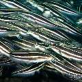 Striped Catfish (Plotosus lineatus), photo taken in Philippines, Negros Oriental, Dauin, Masaplod North