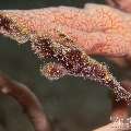 Robust Ghostpipefish (Solenostomus cyanopterus), photo taken in Philippines, Negros Oriental, Dauin, Masaplod North