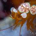 Sexy Shrimp (Thor amboinensis), photo taken in Philippines, Negros Oriental, Dauin, Masaplod North