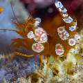 Sexy Shrimp (Thor amboinensis), photo taken in Philippines, Negros Oriental, Dauin, Masaplod North