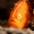 Painted Frogfish (Antennarius pictus), photo taken in Philippines, Negros Oriental, Dauin, Masaplod North