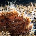 Striated Frogfish (Antennarius striatus), photo taken in Philippines, Negros Oriental, Dauin, Masaplod North