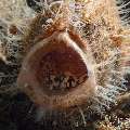 Striated Frogfish (Antennarius striatus), photo taken in Philippines, Negros Oriental, Dauin, Masaplod North