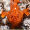 Painted Frogfish (Antennarius pictus), photo taken in Philippines, Negros Oriental, Dauin, Masaplod North