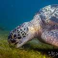 Green Sea Turtle (Chelonia mydas), photo taken in Philippines, Negros Oriental, Dauin, Masaplod North