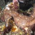 Common Sea Horse (Hippocampus kuda), photo taken in Philippines, Negros Oriental, Dauin, Pyramids