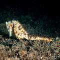 Common Sea Horse (Hippocampus kuda), photo taken in Philippines, Negros Oriental, Dauin, Pyramids