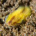 Darklined fireworm (Chloeia fusca), photo taken in Philippines, Negros Oriental, Dauin, Pyramids